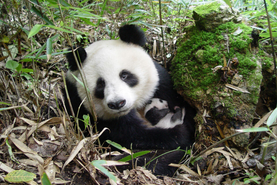 PANDA MED UNGE: En panda med unge fotografert i Shaanxi provinsen i Kina.