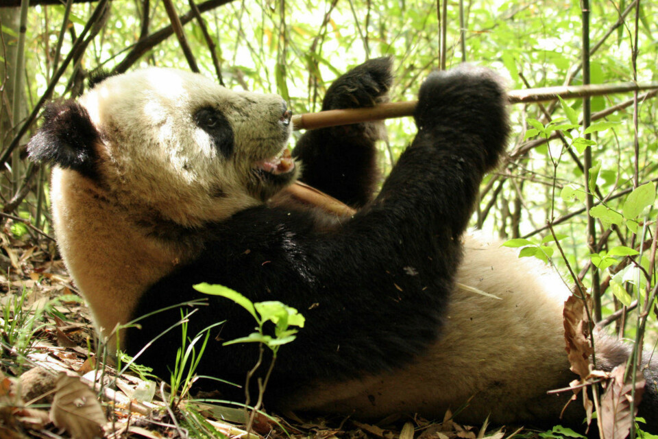 NAM, NAM: Pandaen er kjent for sin karakteristiske hvite og svarte pels, samt den ensartede kosten - bambus.