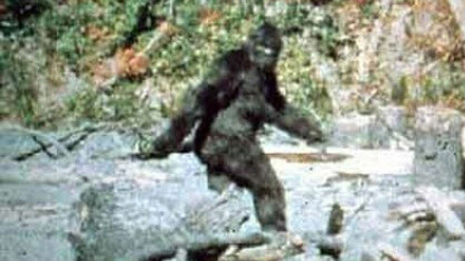 Kledde seg ut som Bigfoot - ble påkjørt. To ganger.