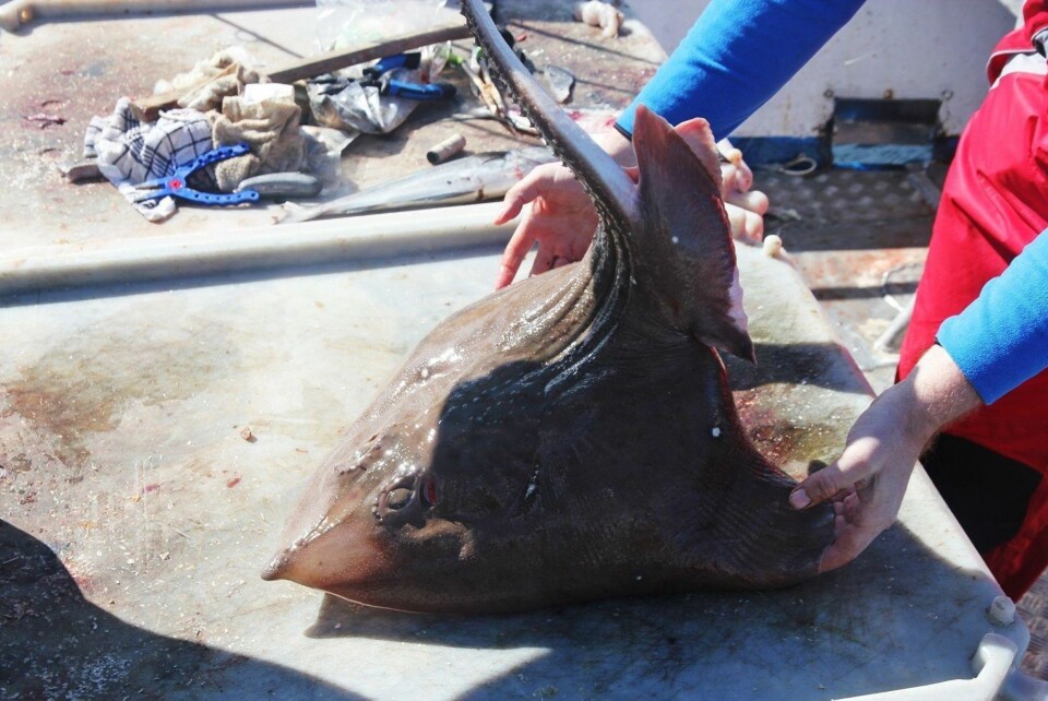 Nordmann med historisk fiskefangst