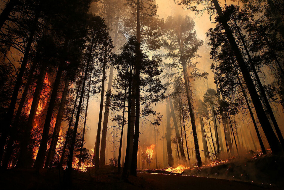 SKOGBRANNER: Klimaet rundt ekvator for 230-200 millioner år siden var ekstremt og omskiftelig. Skogbranner brøt jevnlig ut og gjorde området ubeboelig for store planteetende dinosaurer.