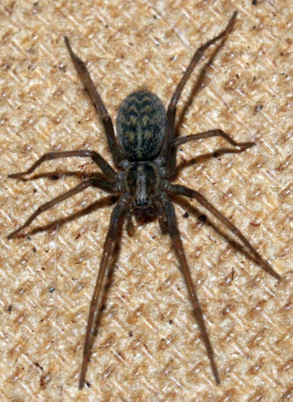 Домовой паук Tegenaria domestica