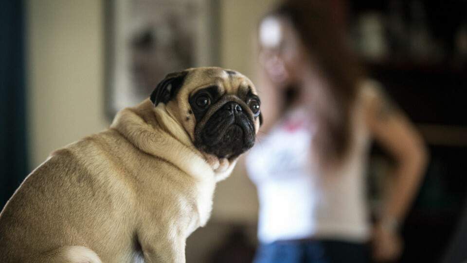 «FRANK»: Alexia Bohwim elsker dyr. Mopsen Frank måtte selvfølgelig overvære intervjuet. Hunden er oppkalt etter den danske komikeren Frank Hvam, kjent fra TV-serien og filmene «Klovn».