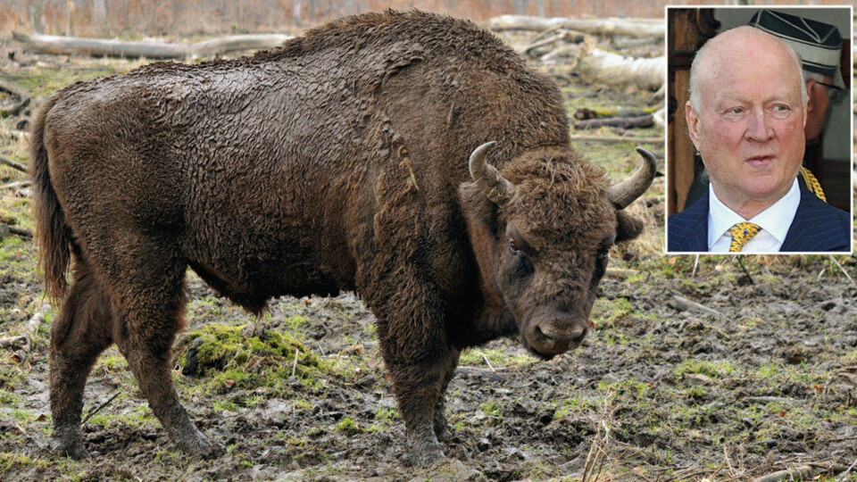 Tysk prins vil slippe løs europeisk bison