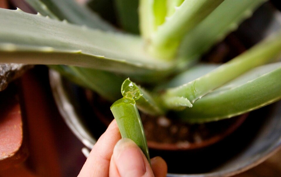 Aloe vera fremholdes som en vidunderplante, men er ifølge WHO kreftfremkallende.