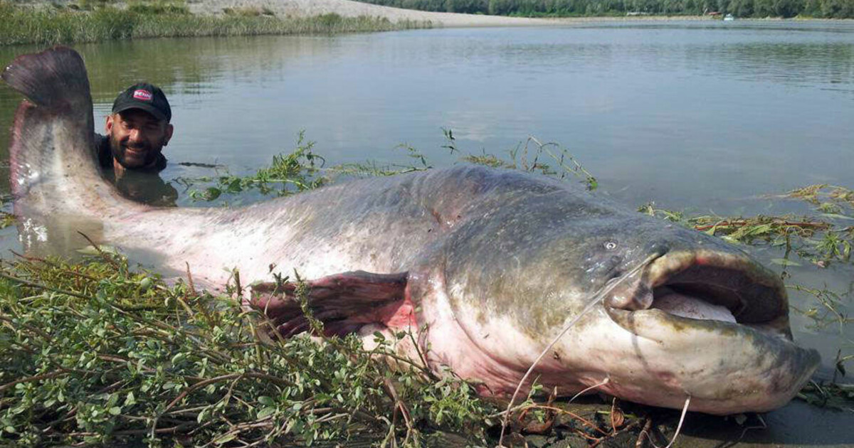 I pescatori hanno catturato un pesce gatto di 120 kg