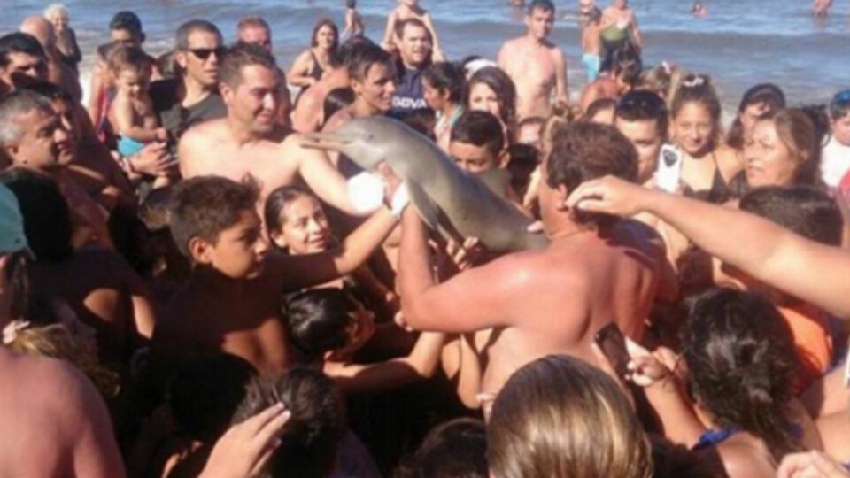 Sjelden delfin døde, men det ble fete selfier, da