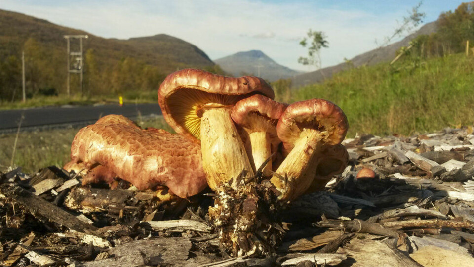 Sensasjonelt funn av «LSD-sopp» i Norge