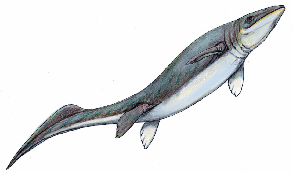 HAVETS HERSKERE: Mulig rekonstruksjon av Omphalosaurus. en av raringene fra trias.