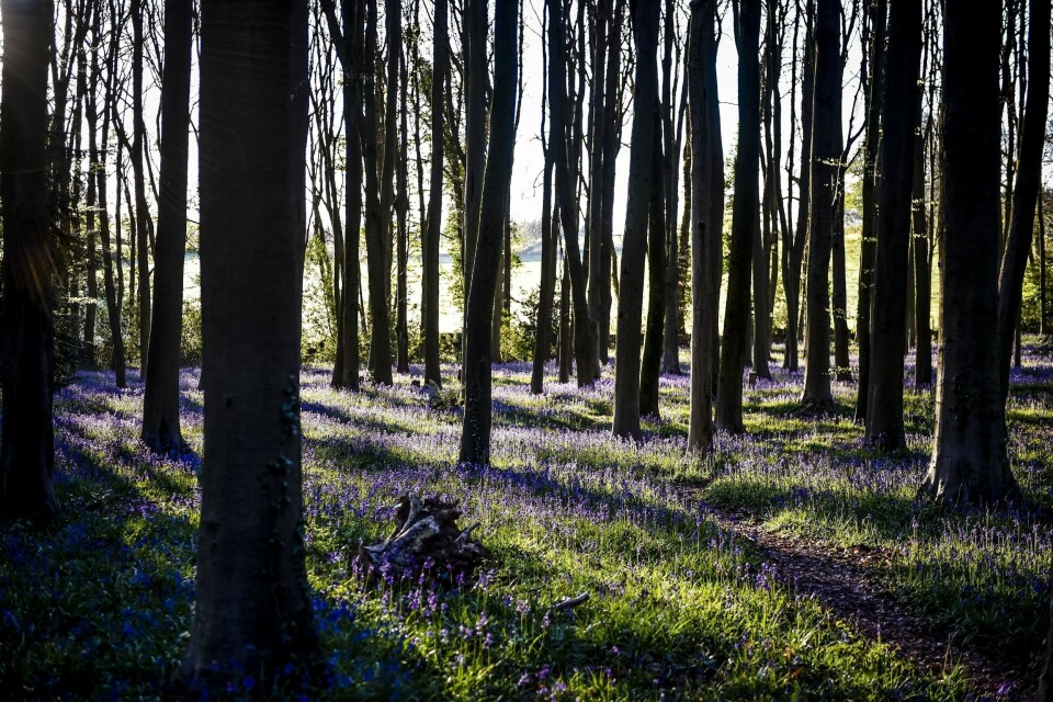 «Spøkelse» gjorde over tusen innbrudd på 27 år