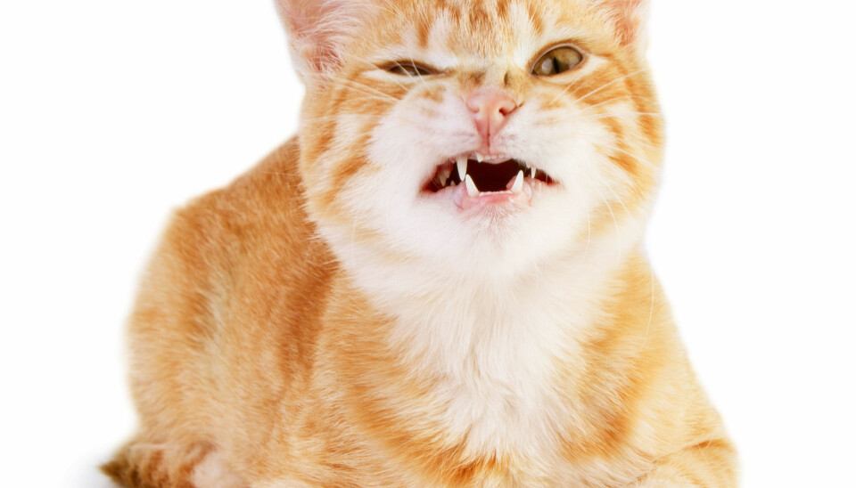 SMART VALG: Hundeeiere er riktignok mer utadvendte enn katteeiere, men de som har katt viser seg å score høyere på kognitive tester.