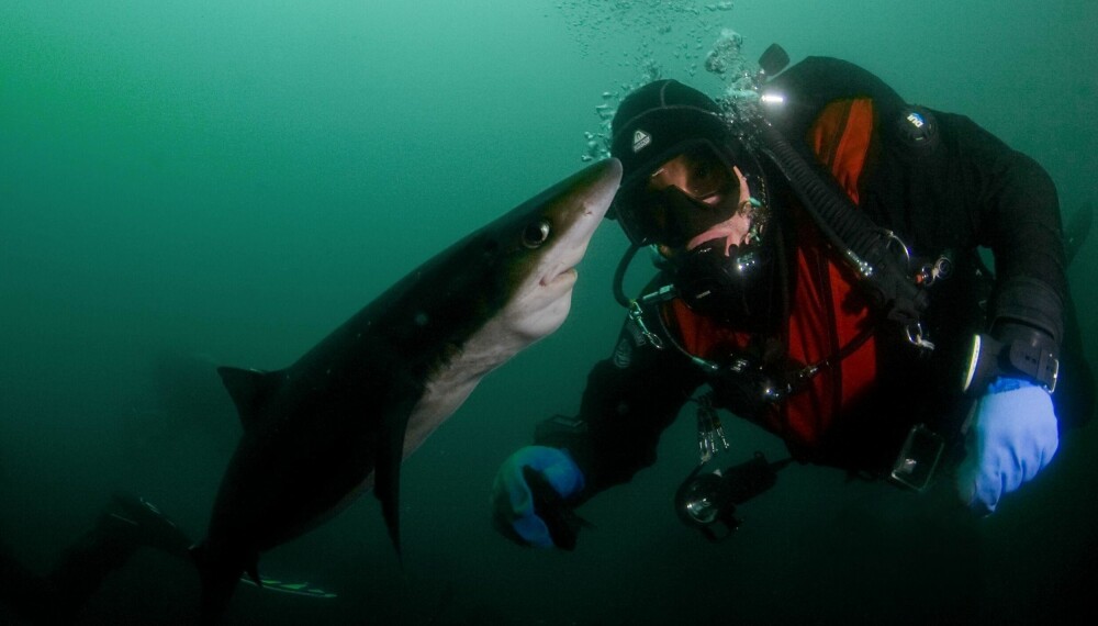 Bildet ble tatt under organisasjonen Hjelp Havets Haiers årlige dykking med pigghå på Reve ved Jæren i begynnelsen av juli.
