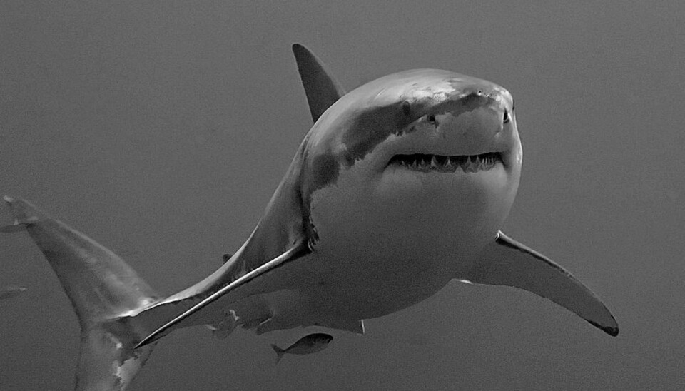 GREAT WHITE: Hvithaien forveksles innimellom med håbrann.