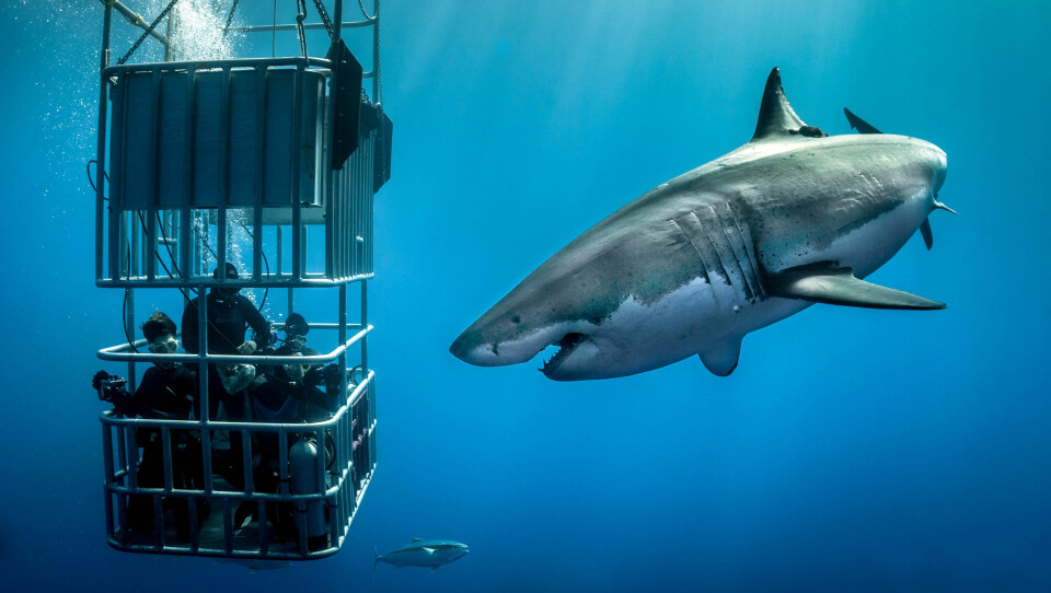 En gruppe adrenalinjunkier kom tett på hvithaier utenfor Guadalupe i Mexico. Gjengen i buret er relativt trygg i buret - og det samme er fotografen på utsiden. De fleste ulykker med hai forekommer når haien ikke klarer å skille mennesker fra mat.