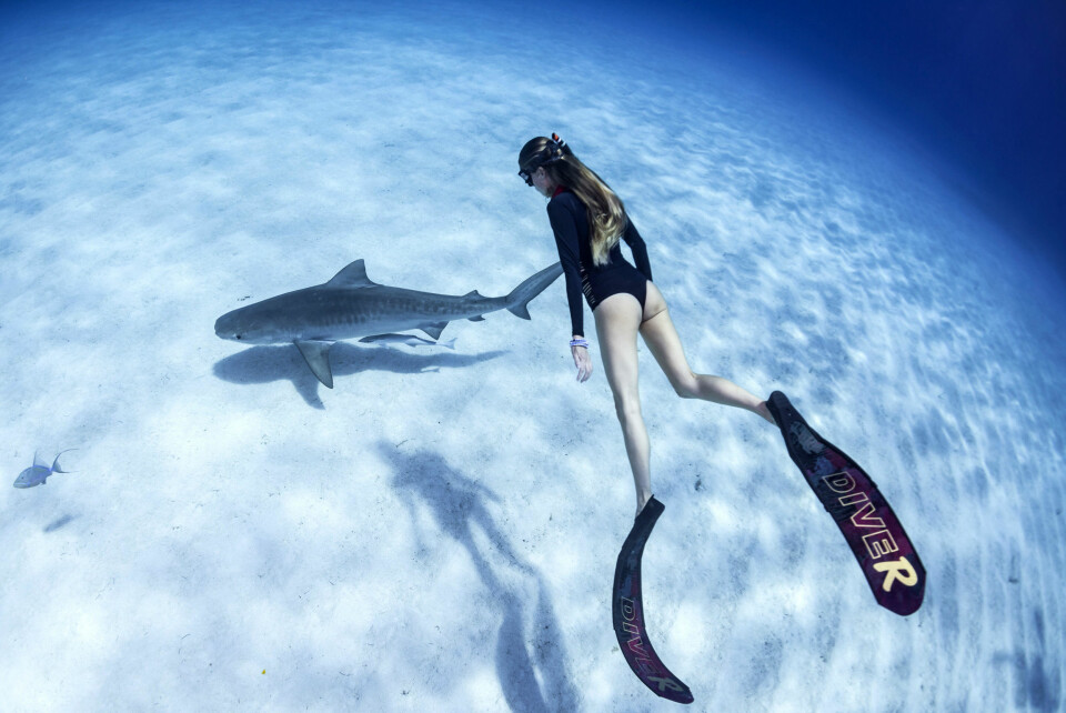 De 15 farligste dyrene for mennesker