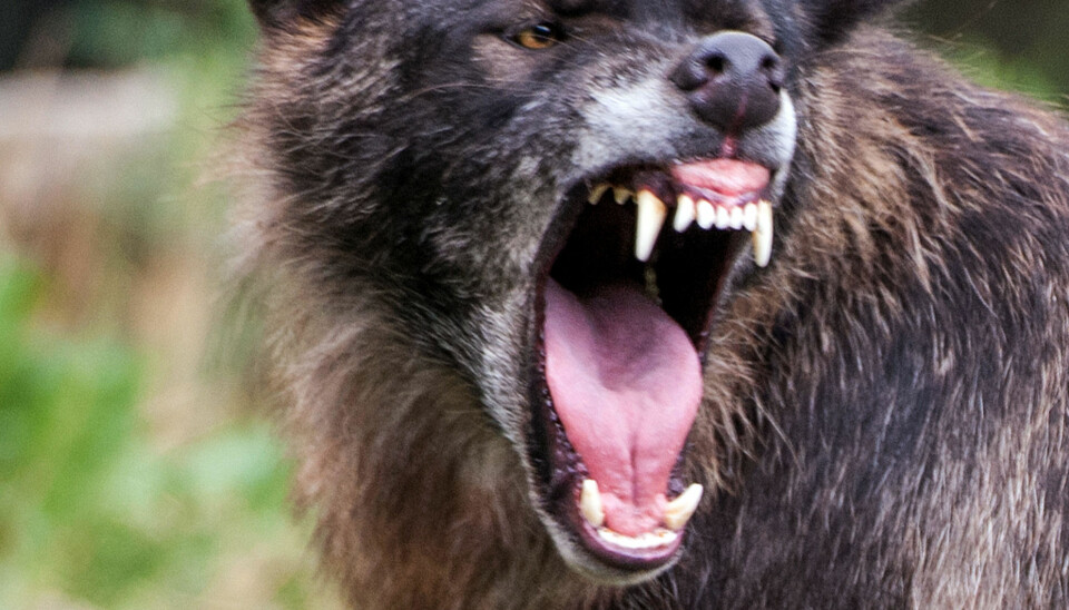 De 15 farligste dyrene for mennesker