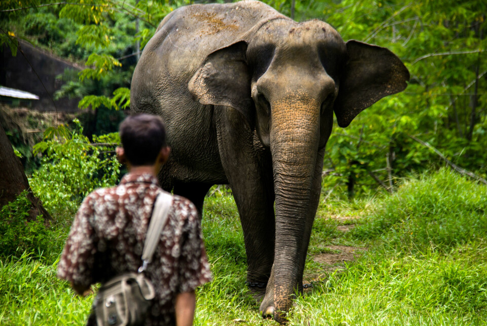 De 15 farligste dyrene for mennesker