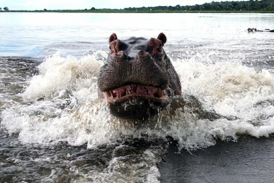 De 15 farligste dyrene for mennesker