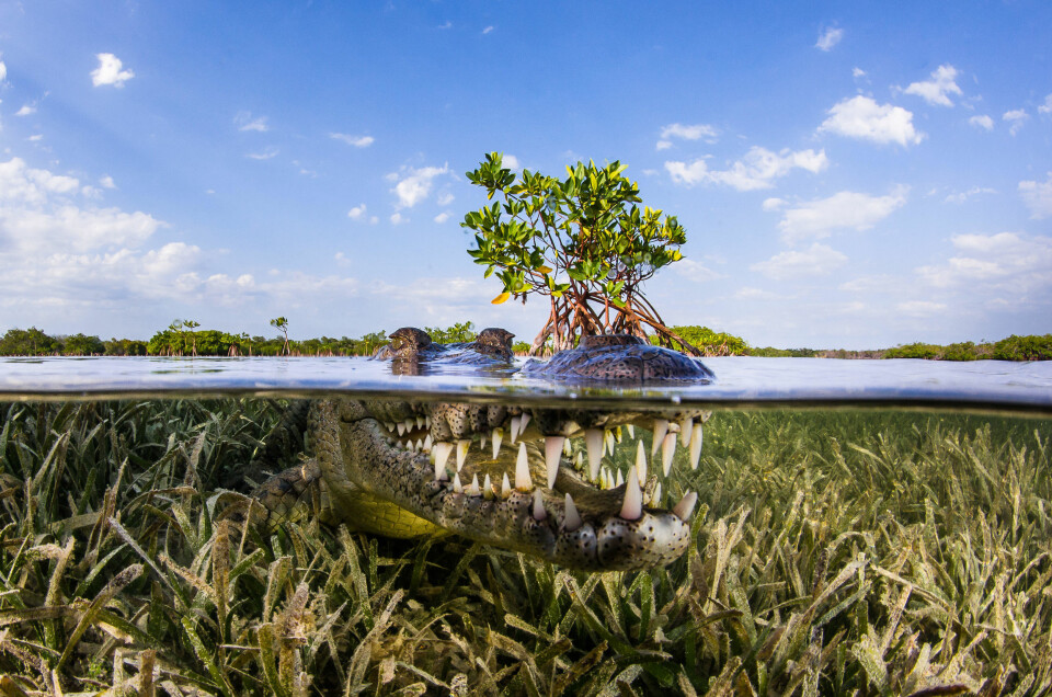 De 15 farligste dyrene for mennesker