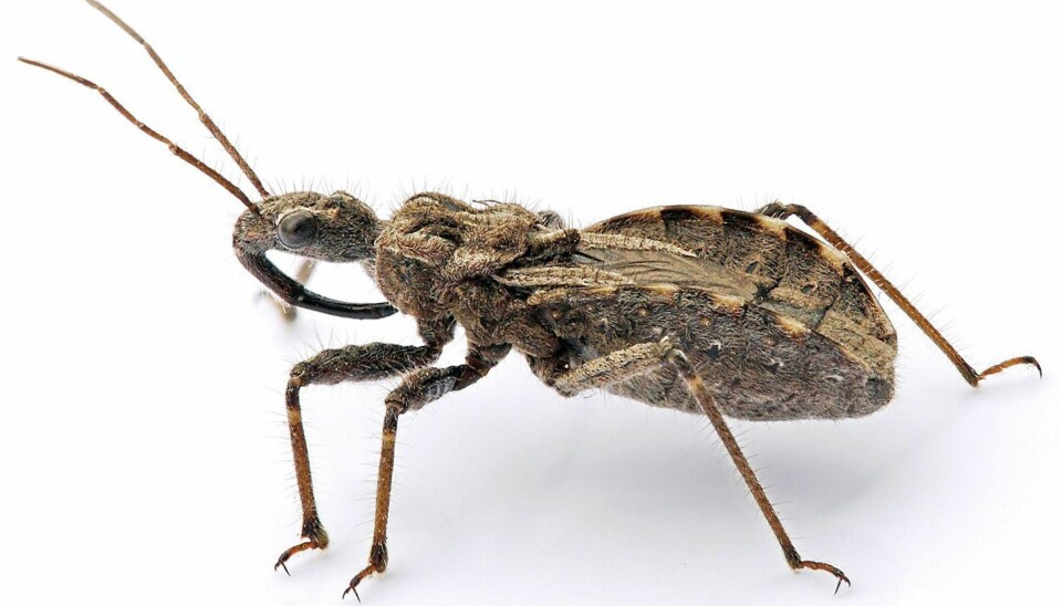 De 15 farligste dyrene for mennesker