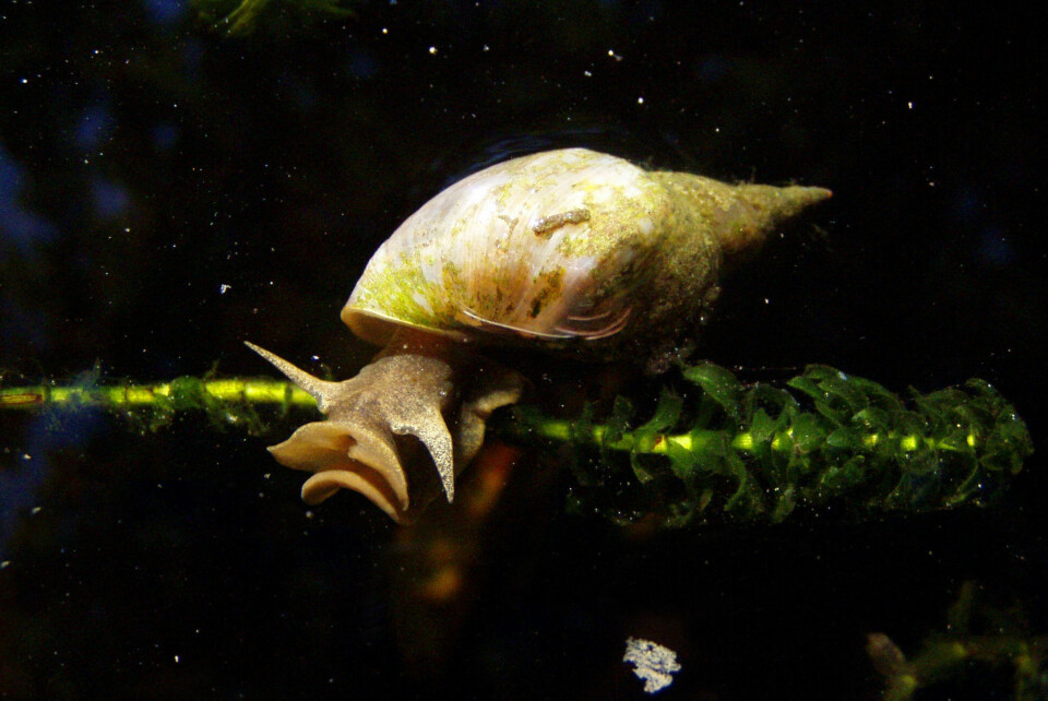 De 15 farligste dyrene for mennesker