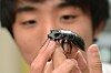5 ekle insekter som kryper inn i deg om natta Side3 Kakerlakk ikke ut av øret med støvsuger | Finansavisen