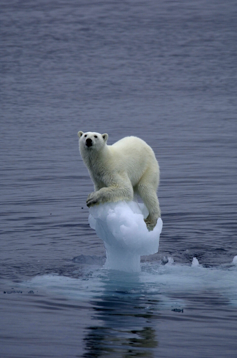 ISBJØRNBILDET til Arne Nævra ble tatt øst av Edgeøya, Svalbard i 2005. Bildet kom på 2. plass i den prestisjetunge naturfotokonkurransen Wildlife Photographer of the Year i 2007.