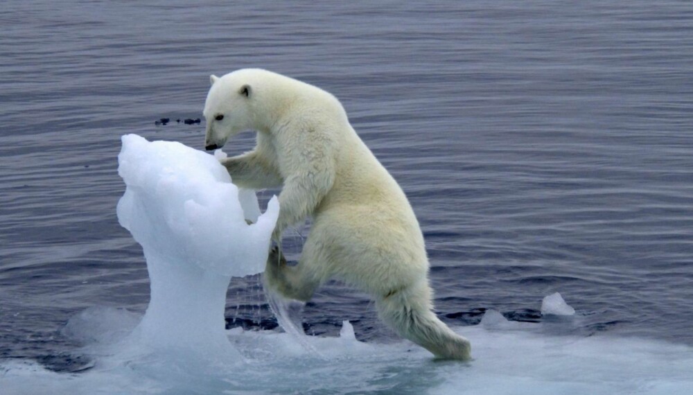 ISBJØRNBILDE #2: Bildet i toppen av denne artikkelen, er ikke det eneste Nævra knipset av isbjørnen. Her er et til fra samme serie.