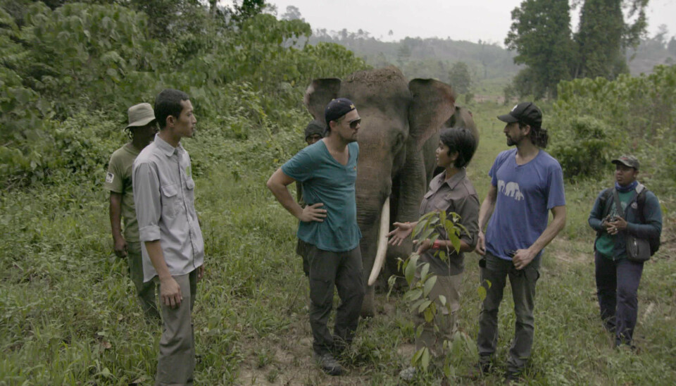 Leonardo DiCaprio besøker regnskogen i Indonesia, der rundt 80 prosent er blitt avskoget.