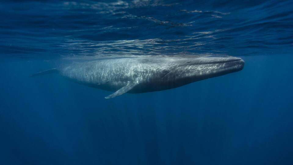 HAVGIGANT: En blåhval fotografert utenfor Sri Lanka i 2012.