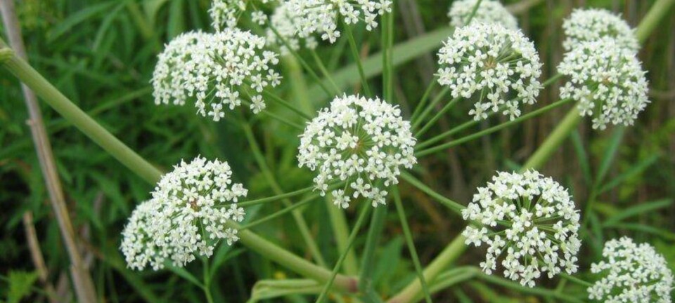 Blomsten er vakker, men selv små mengder kan være svært farlig