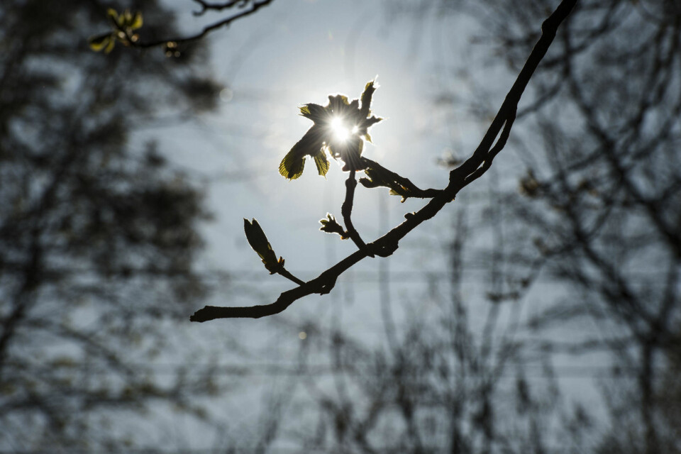 SOL OG BJØRKEPOLLEN: Bjørketrær i full blomst på Huk i Oslo er vakkert - men også et kommende mareritt for mange pollenallergikere.