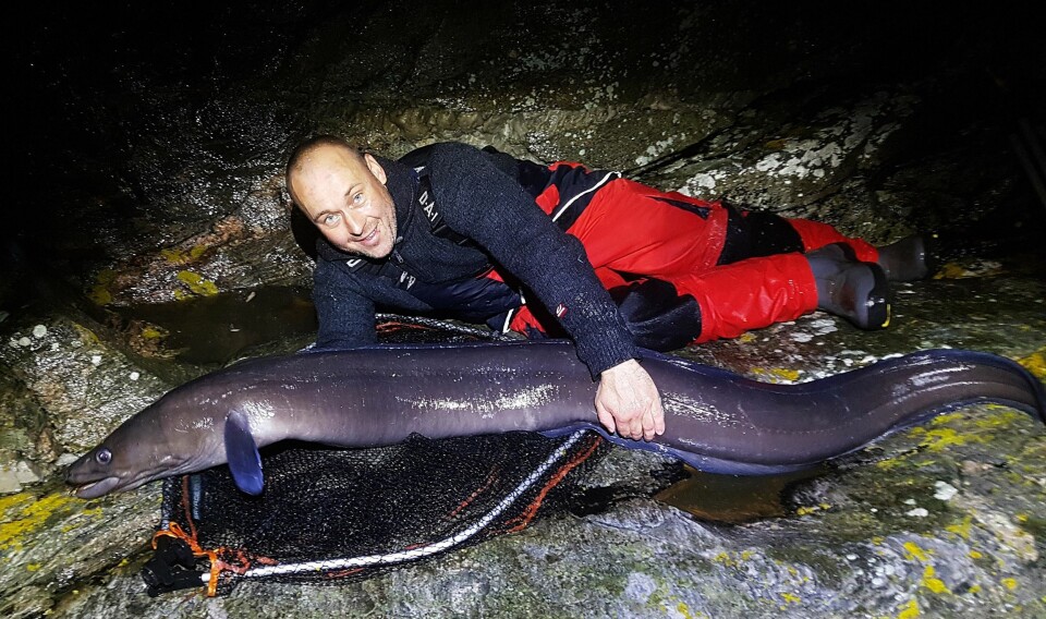 Sjekk monsteret. Fikk to meter lang havål på 25 kilo