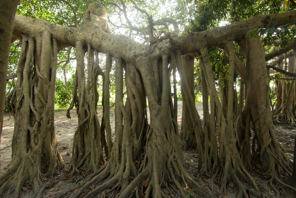 BARBADOS: Banyantrær er opphav til navnet.