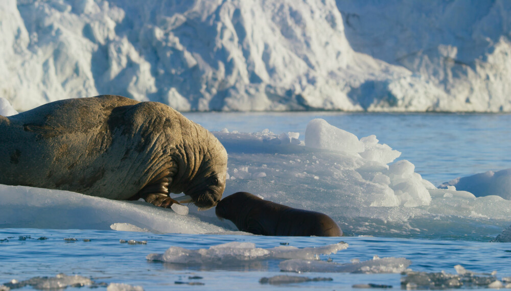 En hvalross og hennes kalv tar seg en pust i bakken på et isfjell. Bånden mellom mor og barn er veldig sterkt for hvalrosser. 