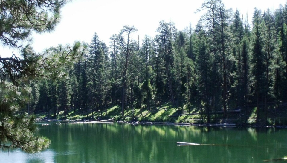 GODT GJEMT: Her, i Malheurskogen i Oregon i USA, gjemmer verdens største levende organisme seg og sprer død og fordervelse.