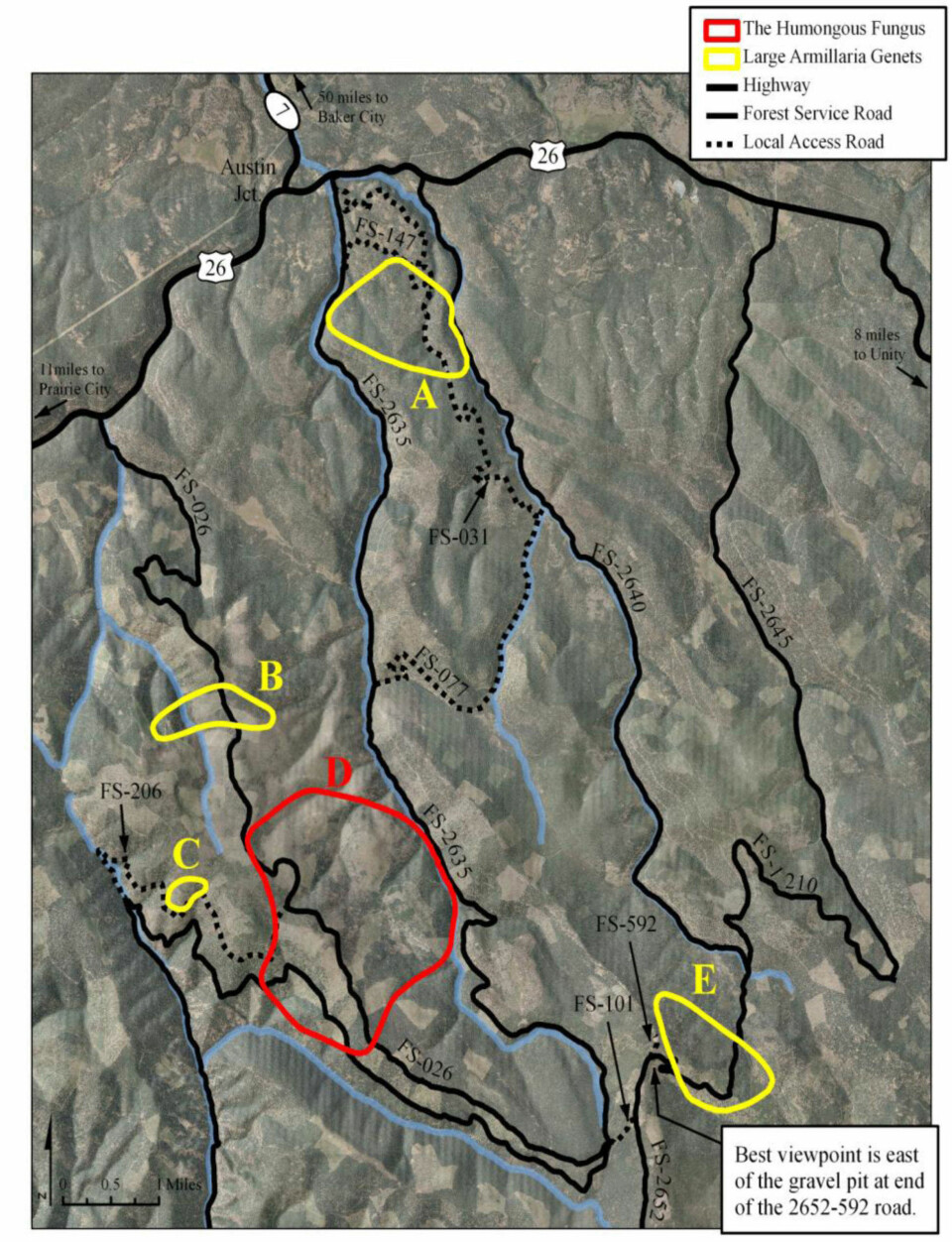 SPRER DØD OG FORDERVELSE: Honningsoppsystemet i Malheurskogen regnes for å være jordens største levende organisme, og sprer død og fordervelse over et ti kvadratkilometer stort område (merket med rødt).