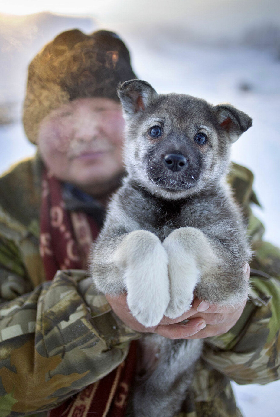 TETT PELS: En østsibirsk laika-valp. Laikaen er svært vanlig i Russland, men mer sjelden i den vestlige delen av verden. Typen er en jakthund med stor jaktlyst, men den er også en god kløvhund, trekkhund og vakthund.