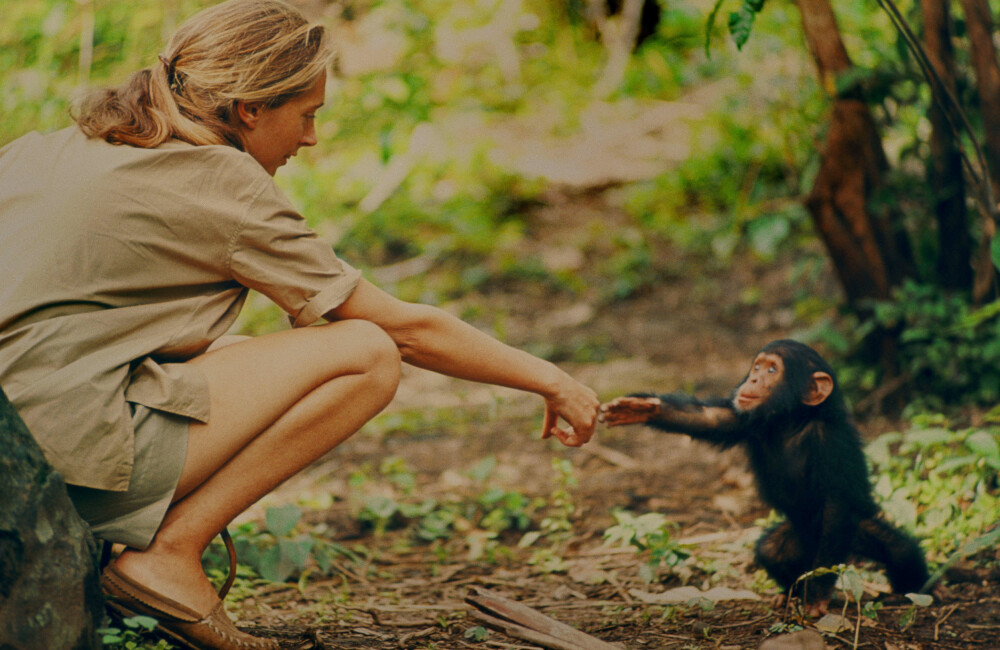 SJELDENT SYN: Forsker Jane Goodall har blitt et ikon for sitt arbeid med sjimpanser i over 50 år. Nå kommer en banebrytende dokumentar om hennes virke i regi av den prisbelønnede regissøren Brett Morgan. I dokumentaren «Jane» får vi se en rekke bilder og film som aldri tidligere har blitt vist. Her er Goodall i kontakt med sjimpansen Flint. Bildet er tatt av Goodalls avdøde eksmann og naturfotograf, Hugo van Lawick en gang på 1960-tallet.
