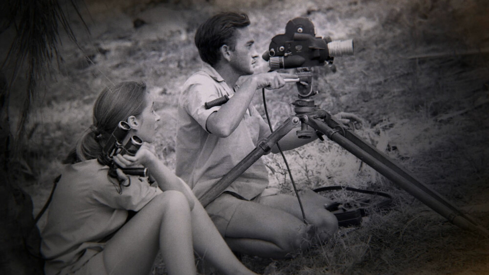 UTROLIGE BILDER: Jane Goodall ser Hugo van Lawick håndtere et kamera i jungelen en gang på 1960-tallet. Morgan mener van Lawicks naturfilmer er noe av det viktigste som er gjort det siste århundret.