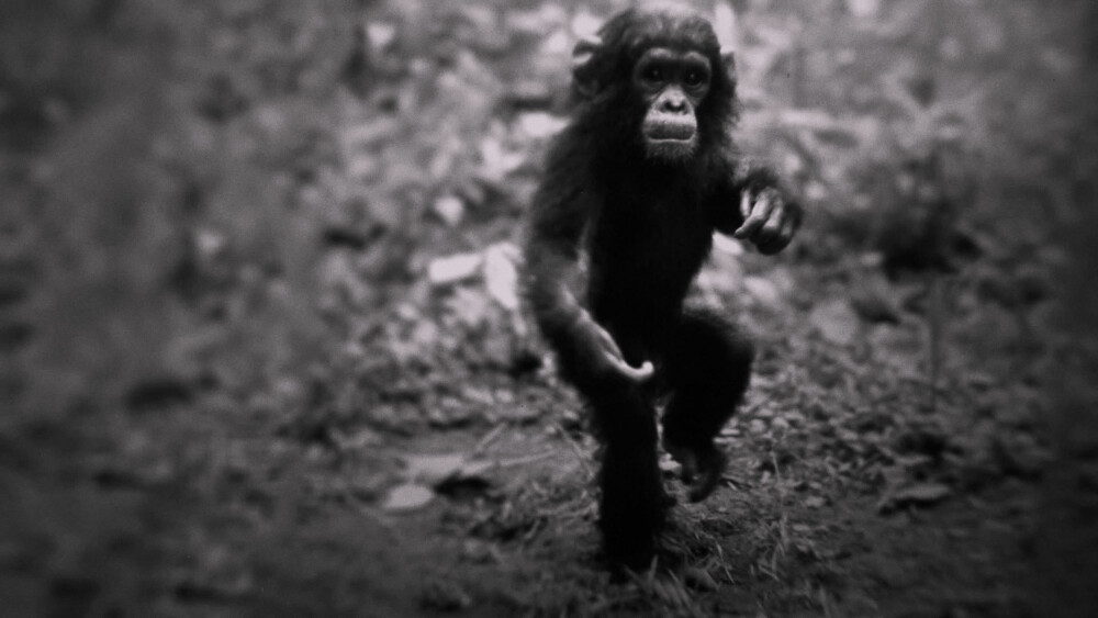 BABY-SJIMPANSE: Etter fem måneder i jungelen, var ikke sjimpansene så skremt lenger av Goodall. Her er det lille Flint som er på vift.