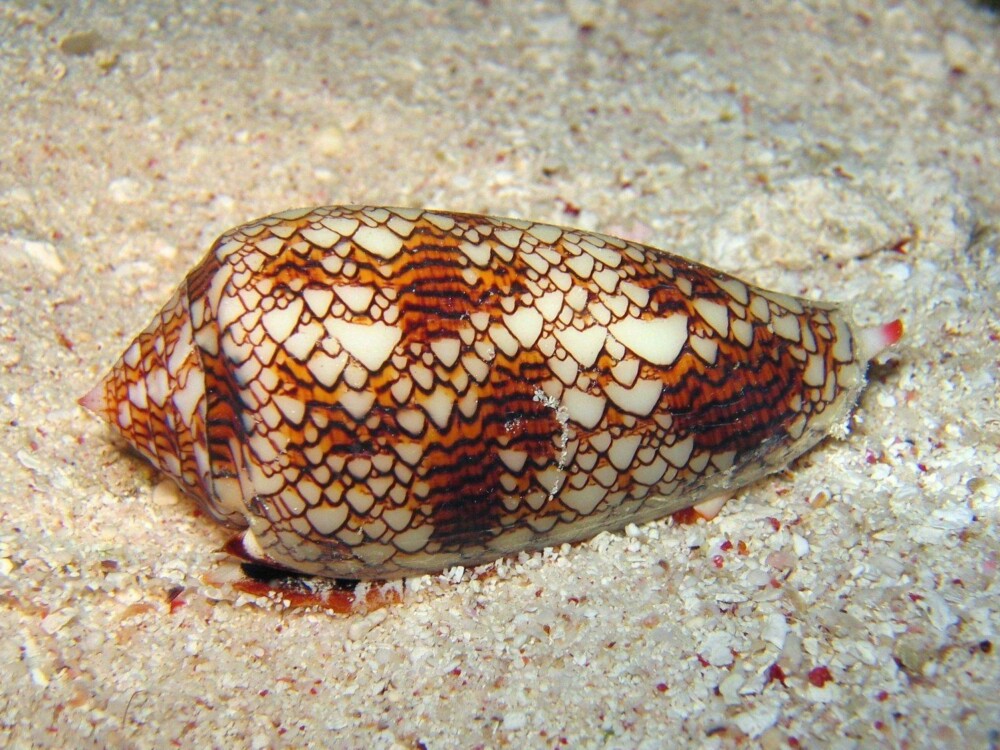 Kjeglesnegle av typen Conus textile, en av de farlige typene.