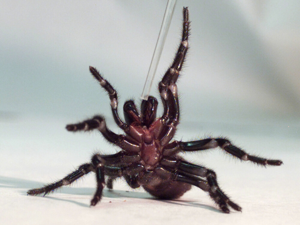 <b>VERDENS GIFTIGSTE EDDERKOPP: </b>Den australske edderkoppen Sydney funnel web-edderkopp er oppgitt som verdens giftigste i Guinness rekordbok. De er både primitive og aggressive, og lever gjerne i hager.