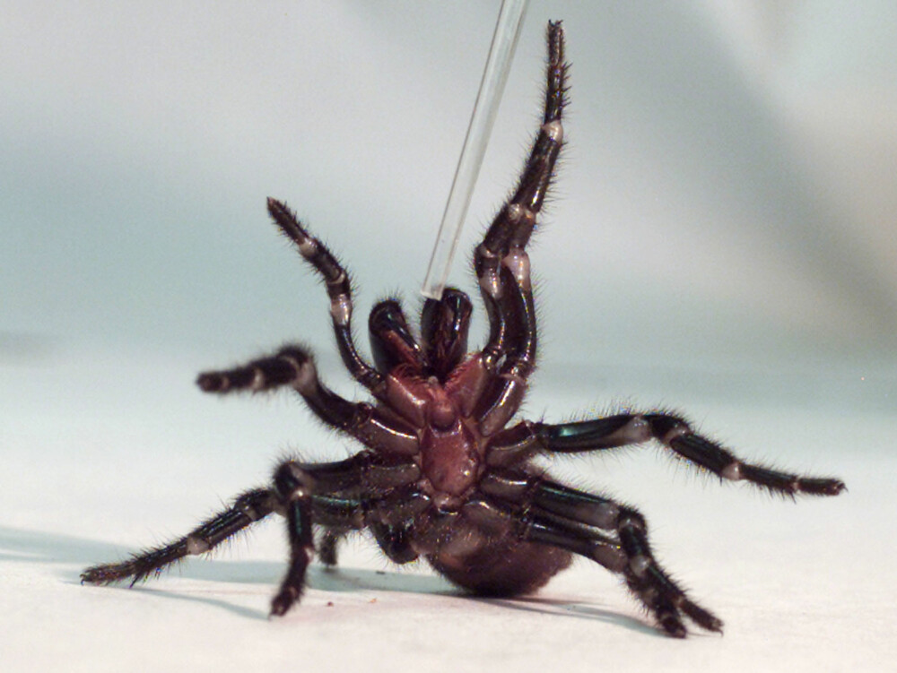 <b>VERDENS GIFTIGSTE EDDERKOPP: </b>Den australske edderkoppen Sydney funnel web-edderkopp er oppgitt som verdens giftigste i Guinness rekordbok. De er både primitive og aggressive, og lever gjerne i hager. <b>VERDENS GIFTIGSTE EDDERKOPP: </b>Den australske edderkoppen Sydney funnel web-edderkopp er oppgitt som verdens giftigste i Guinness rekordbok. De er både primitive og aggressive, og lever gjerne i hager.