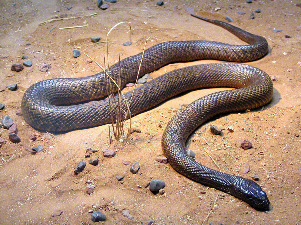 <b>VERDENS GIFTIGSTE SLANGE:</b> Den australske innlandstaipanen er teknisk sett «verdens giftigste slange», men nødvendigvis ikke den farligste. Den lever midt i den australske ørkenen, der bare et fåtall mennesker ferdes, og har såvidt australske myndigheter vet ingen menneskelige dødsfall på samvittigheten.