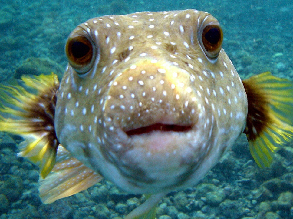 <b>OGSÅ VERDENS GIFTIGSTE FISK: </b>Kulefisken regnes for å være klodens nest mest giftige dyr, men forgifting skjer passivt. <b>OGSÅ VERDENS GIFTIGSTE FISK: </b>Kulefisken regnes for å være klodens nest mest giftige dyr, men forgifting skjer passivt.