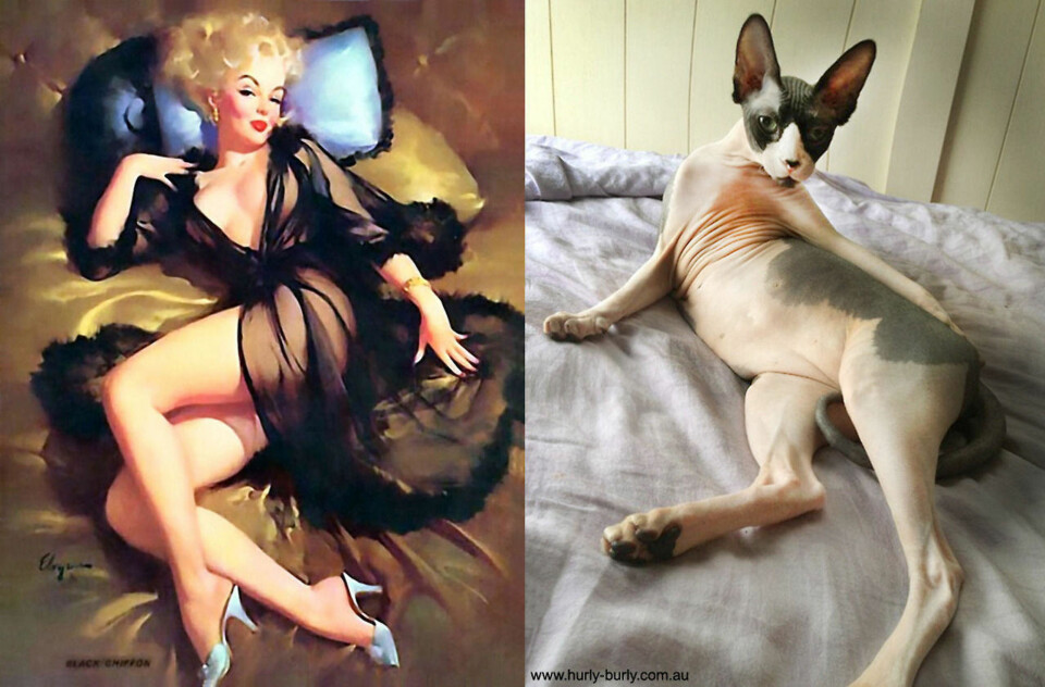 En ekte pin-up-katt.