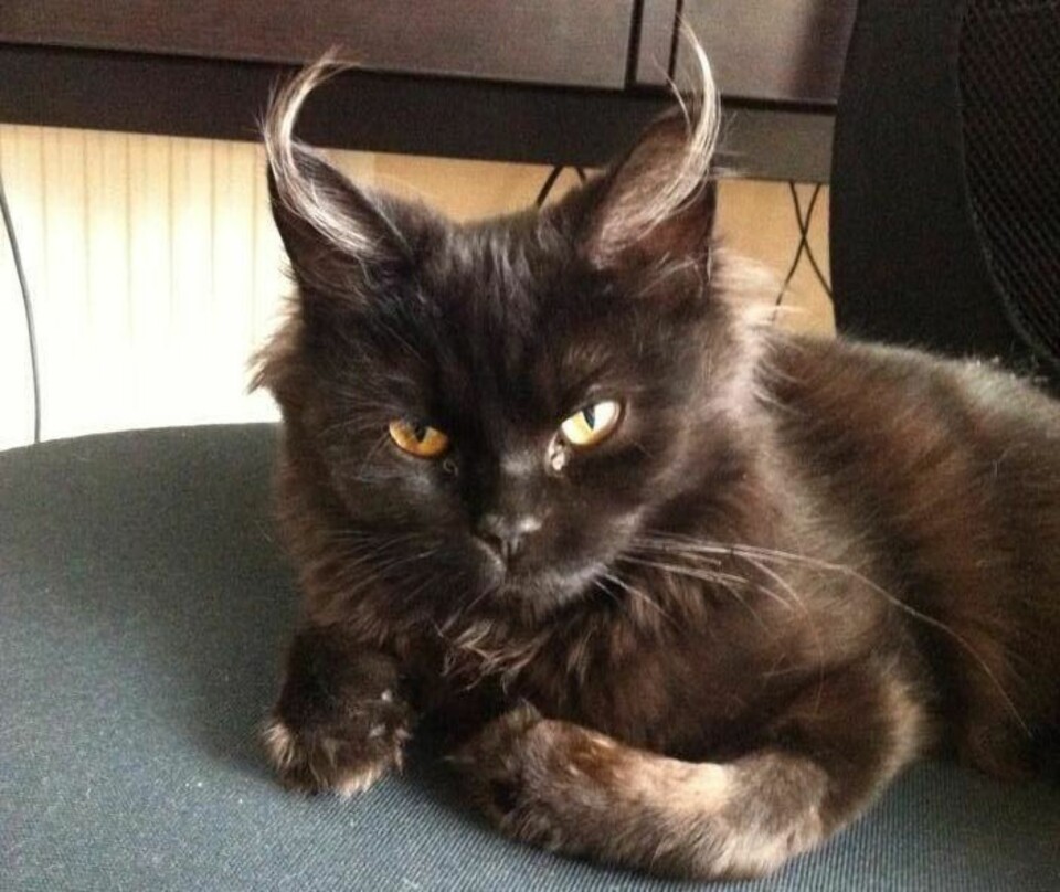 Denne katten vil vi ikke møte i en mørk bakgate. Mon tro om den heter Lucifer?
