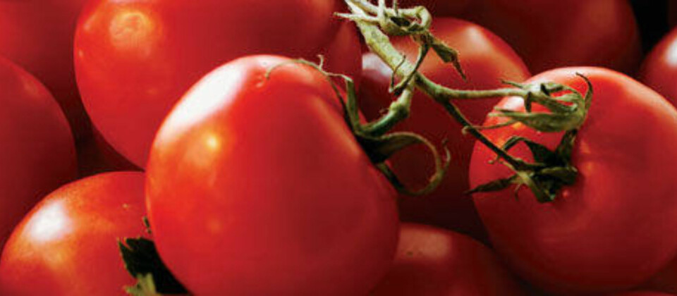 TOMATEN - for han og henne.