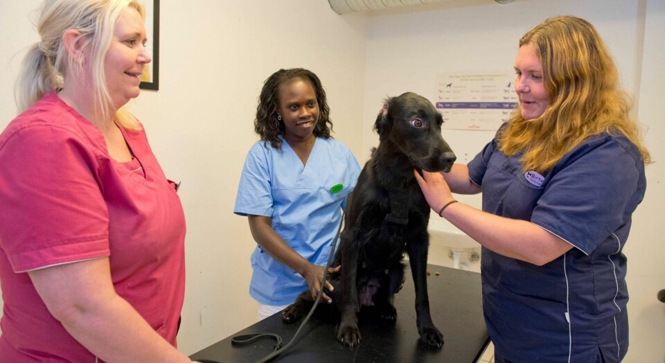 Reglene for å ta med hunden på ferie er strengere enn du tror